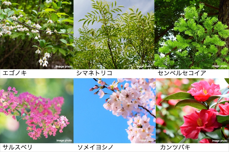 パークスクエア北大阪の植栽①